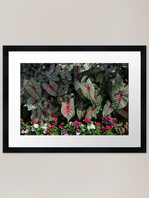 Elefantenohr Blätter gerahmtes Kunstdruck gerahmtes Wandbild Poster Leinwanddruck Bild