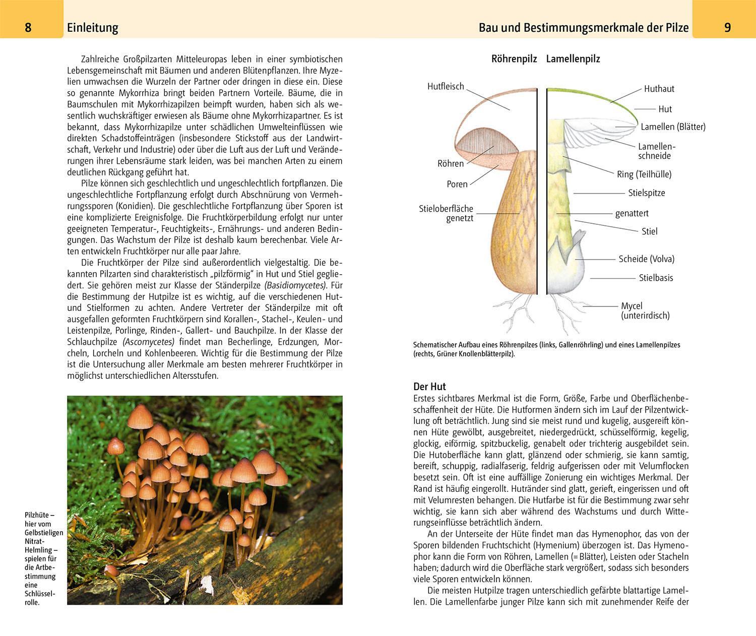 Thumbnail - Hans E. Laux Der Große Kosmos Pilzführer