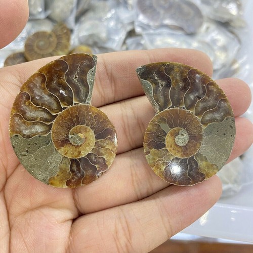 ¡EXCELENTE! Caracola de amonita natural espécimen de cristal fósil Reiki CUIDADO 1 KG 30 PIEZAS - Imagen 3 de 7