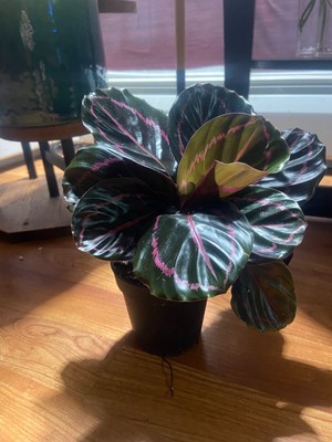calathea dottie rare pink and dark green beautiful leaves. 4 in pot unique