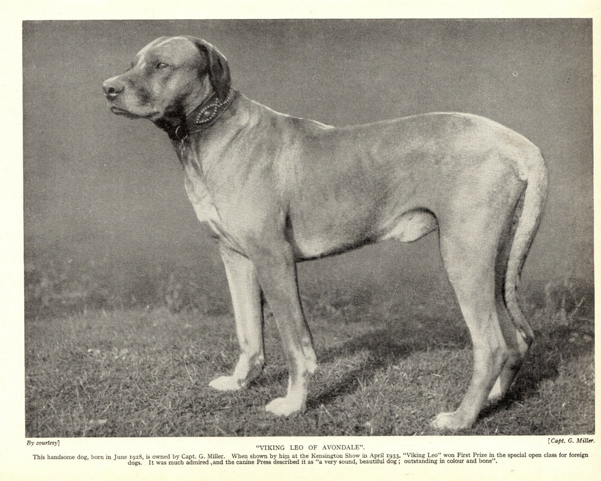 1930s Antique Rhodesian Ridgeback Dog Print Ch Viking Leo of