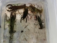 Crayfish 10 1 LIVE Crayfish 1-2" For Feed Or Stock Unsexed White River Crayfish