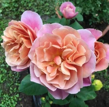 Bronze Distant Drums Hardy Rose Seeds - Pack 30 Seeds - Rose Flower Gardening