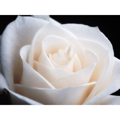 DeSousa weiße Rose Blume Foto riesiges Wandbild Poster Druck