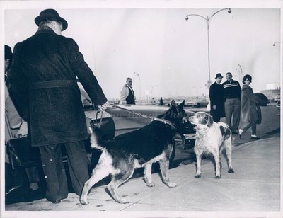 1963 Photo Dogs Harro Von Urstamm Animals People Cars Lights Vintage Image
