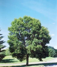 GREEN ASH (Fraxinus pennsylvanica) Seeds, 20 Seeds (Samaras) for Planting