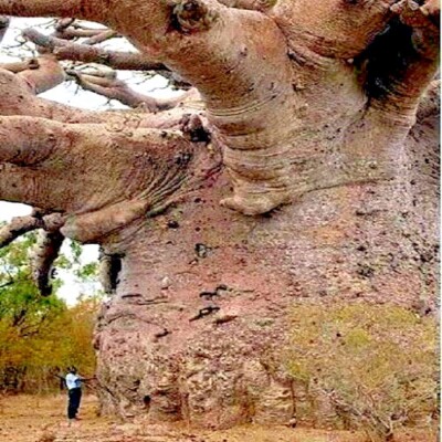 5 Baobab Seeds Adansonia digitata "Tree of Life" Rare Monkey Bread Bonsai  Plant | eBay