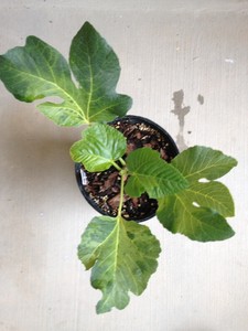 Black-Madeira-fig-tree