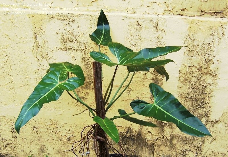 PHILODENDRON BERNARDOPAZII +FREE HEAT aka SUPERBUM Long Glossy Leaf White  Veins | eBay