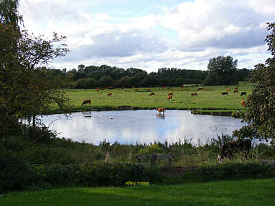 Foto 6x4 Teich auf Freemen's Great Common Sudbury vor der Walnut Tree Lane c2013