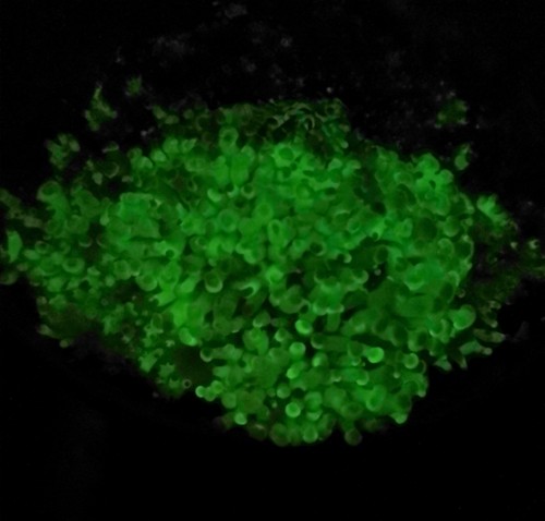 Leuchtpilz | Juego de cultivo/Kit de cultivo de hongos Brillan en la oscuridad (Panellus stipticus) - Imagen 9 de 20