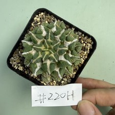 Sale Rare plant A. kotschoubeyanus WYSIWYG Self Rooted Garden Decor