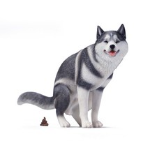 1/6 Scale Husky Dog Model Cute Pet Funny Animal Figurine Ornament Collectibles