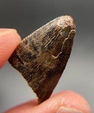 1.8 cm Tyrannosaurus rex tooth tip - worn tooth - Hell Creek fm, SD