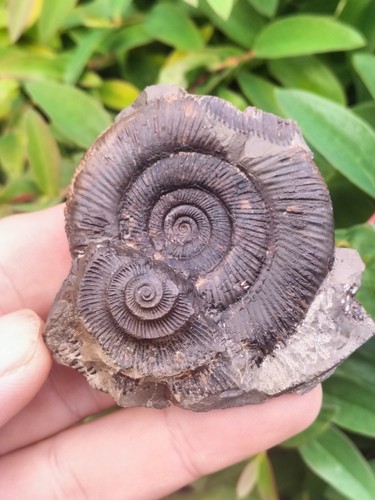 DACTYLIOCERAS TENUICOSTATUM. AMMONITE WHITBY YORKSHIRE UK DINOSAUR FOSSILs