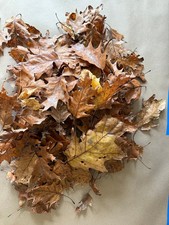 3 Gallon Hardwood Leaf Litter -Terrarium  Bioactive Ground Cover