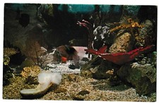 GIANT SEA ANEMONE At St Petersburg AQUARIUM In Water Florida FL Postcard