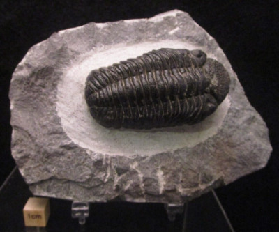 Awesome Large Excellent Preparation Devonian Phacops sp Fossil Trilobite Morocco