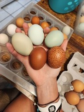 6 Fertilized Rainbow hatching eggs