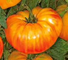 Pineapple Heirloom Tomato--30 Seeds--Multicolor Beefsteak Shipped WITH TRACKING