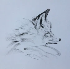Original signed Ink sketch of a Fox in winter A3 approx.