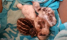 1 Emu hatching egg | Chance for Blonde/White | Fresh, hobby, for incubation