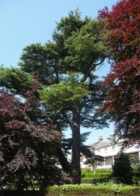 FOTO ZEDER LANSDOWN GROVE BAD ICH DENKE, ES IST EINE ZEDER AUF DEM GELÄNDE DER LANS