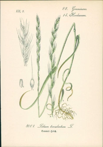 Chromolithographie : Taumellolch. Rauschgras. Taumel-Lolch. Lolium temulentum L.