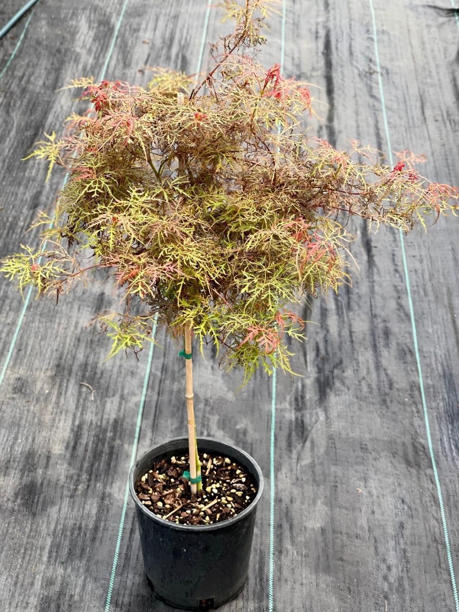 Acer palmatum　直径20～23㎝　53個 Acer palmatum 直径20～23㎝ 53個