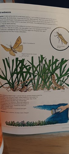 All About Lawns: West Edition - Ortho Books - Michael MacCaskey, 1979 PB - Picture 13 of 17