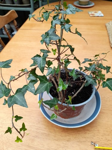 Trailing Ivy Plant  - hardy rooted  plant. 21cm High  30cm Wide - Bild 11 von 13