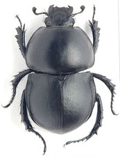 Geotrupidae for collectors | rare Dung Beetles