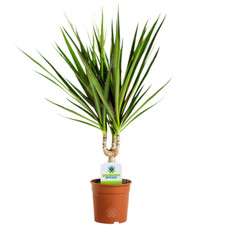 Dracaena Marginata  - 1 Plant - House / Office Live Indoor Pot Plant Tree