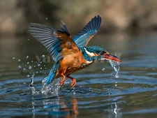 Digital Image Picture Photo Wallpaper Background Desktop Art Kingfisher Bird