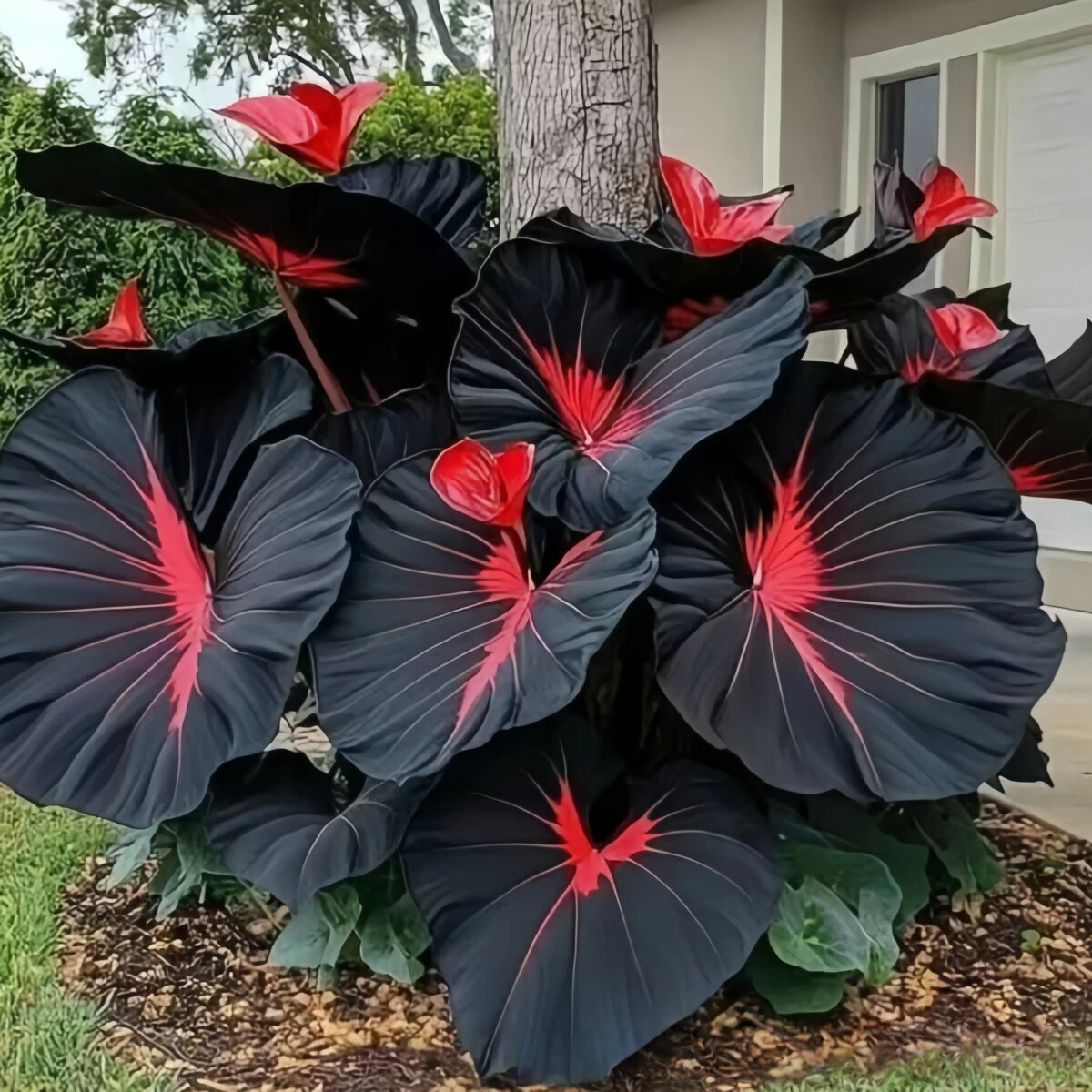 100SeedsBlueCaladiumFlowersSeedsDwarfElephantEarOrnamentalPlantsAU