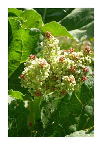 3x Rheum rhaponticum Rhabarber Gemüse Garten Pflanzen - Samen B2249