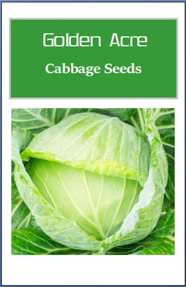 Golden Acre 白菜种子 | 非转基因卷心菜种子 | 新鲜传家宝花园种子 — 第 2/2 张图片
