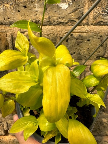 Tradescantia fluminensis 'Aurea' plant in a tiny 8cm pot - Fast growing plant