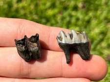Florida Fossil Deer Teeth Odocoileus virginianus Pleistocene Ice Age Mammal