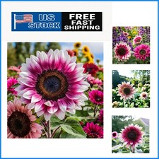 Unique Garden Gift: 50 PCS Strawberry Pink Sunflower Seeds - Heirloom  Non-GMO