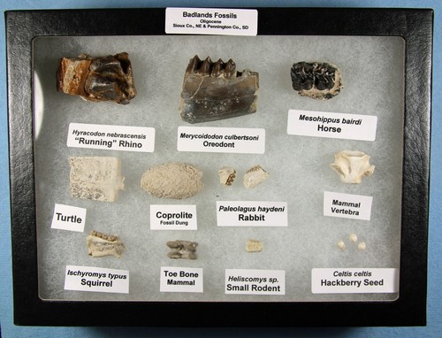 Badlands Fossil Collection – Oligocene, 11 Different - Picture 2 of 12