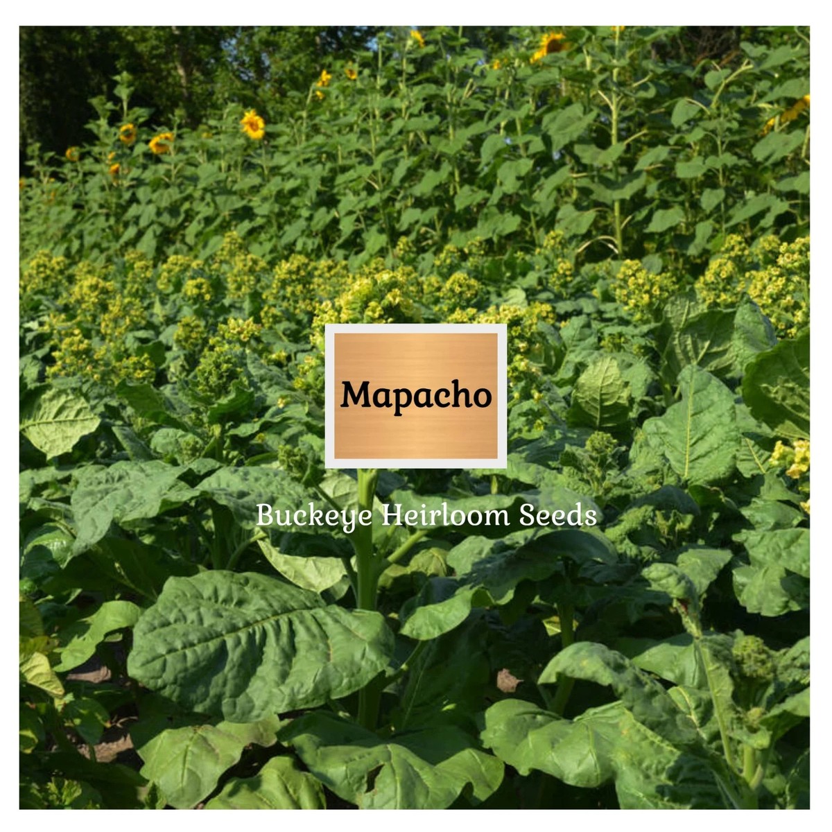 Mapacho | Aztec Ceremonial | 100 Tobacco Seeds | Nicotiana Rustica |  Makhorka