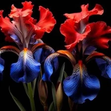 40 Heirloom Iris Seeds Fragrant Flower Plant (much less money than bulbs) .