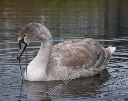 Photo 6x4 Cygnet, Castle Espie Comber (Wild) cygnet swimming in the fresh c2011 - Picture 1 of 1