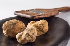Micelio Tartufo Bianco Tuber magnatum secco per coltivazione 239