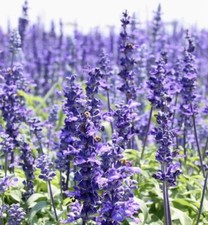 800+ HYSSOP SEEDS - officinalis Perennial Hummingbird Plant & Medicinal Non-GMO