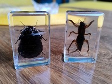 2 X Real BEETLE Bug Insect Preserved in Resin Desk Paperweight Animal Taxidermy