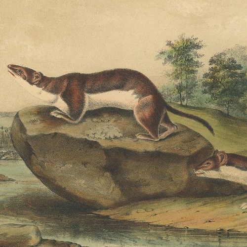 Audubon Quadrupeds Octavo Bowen 1849 h/c litho Pl 64 Little American Brown Wease - Picture 2 of 2