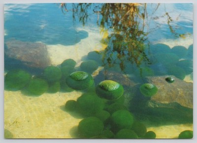 Marimo Lake Akan 阿寒湖 Japanese Algae Balls Hokkaido Japan 1970s Postcard