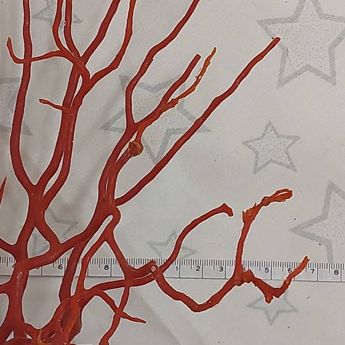 Natural Red Coral Gigant Branch mediterranean sea, genuine coral Specimen - Picture 5 of 9